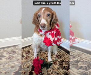 Brittany Dogs for adoption in Curwensville, PA, USA