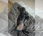 Small Photo #5 Mutt Puppy For Sale in Wakefield, RI, USA