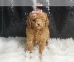 Small Photo #62 Maltipoo Puppy For Sale in WARSAW, IN, USA