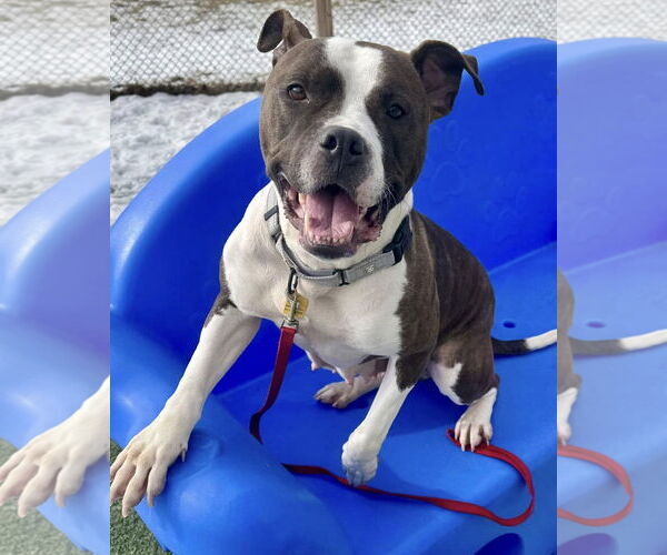 Medium Photo #11 Bulloxer Puppy For Sale in Strongsville, OH, USA