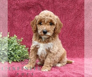 Goldendoodle (Miniature) Puppy for sale in EPHRATA, PA, USA