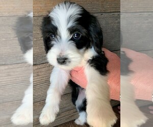Bernedoodle Puppy for sale in FORT COLLINS, CO, USA