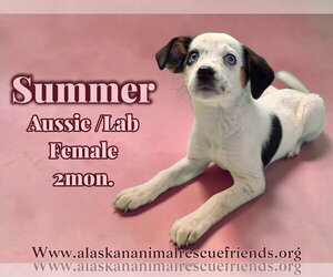 Aussiedor Dogs for adoption in Anchorage, AK, USA