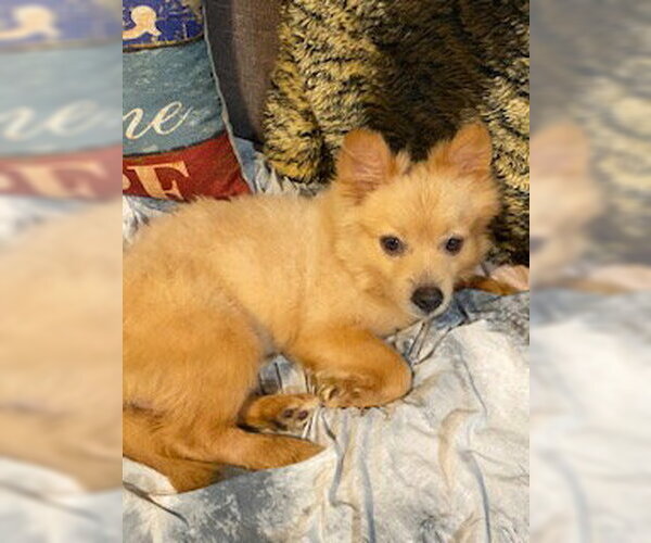 Medium Photo #5 Pomeranian-Unknown Mix Puppy For Sale in Tampa, FL, USA