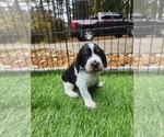 Puppy MJ English Springer Spaniel