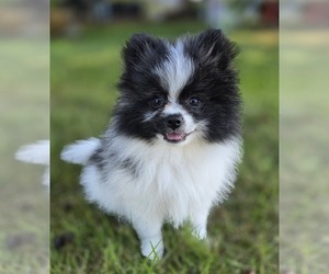 Pomeranian Puppy for sale in PORTLAND, OR, USA