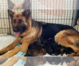 German Shepherd Dog Puppy for sale in BROOKFIELD, MO, USA