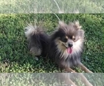Small Photo #1 Pomeranian Puppy For Sale in OTTAWA, OH, USA