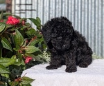 Small Photo #34 Poodle (Toy) Puppy For Sale in GOSHEN, IN, USA