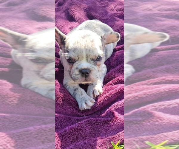 Medium Photo #4 French Bulldog Puppy For Sale in UPPER MARLBORO, MD, USA