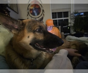 Father of the German Shepherd Dog puppies born on 01/26/2026