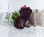 Small #3 Shorkie Tzu