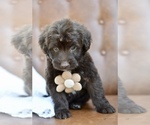 Small #1 Portuguese Water Dog