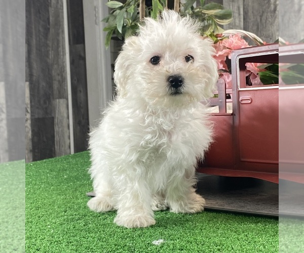 Medium Photo #4 Bichon Frise Puppy For Sale in CANOGA, NY, USA