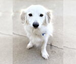 Small #2 Colonial Cocker Spaniel-Papillon Mix
