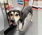 Small Photo #3 Mutt Puppy For Sale in Tucson, AZ, USA