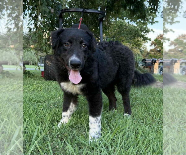 Medium Photo #3 Great Pyrenees-Unknown Mix Puppy For Sale in Croydon, NH, USA