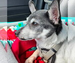 Small #16 Chihuahua Mix
