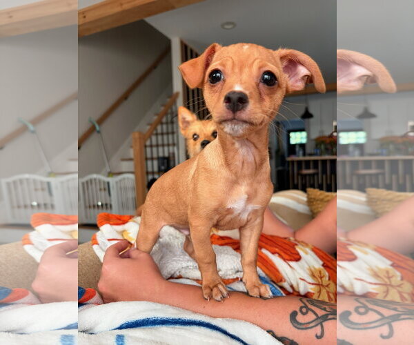 Medium Photo #1 Chihuahua-Unknown Mix Puppy For Sale in Morganville, NJ, USA