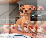 Small Chihuahua Mix
