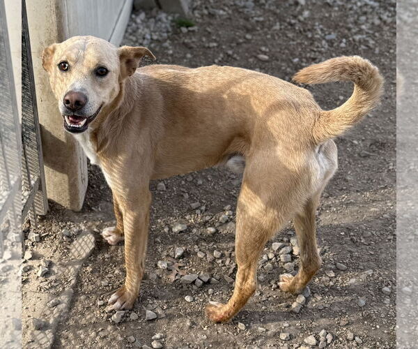 Medium Photo #5 Labrador Retriever-Unknown Mix Puppy For Sale in Corning, AR, USA
