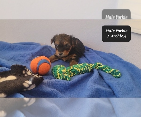 Medium Photo #3 Yorkshire Terrier Puppy For Sale in TUCSON, AZ, USA