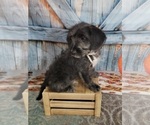 Small Photo #6 Poogle Puppy For Sale in BLAKESBURG, IA, USA