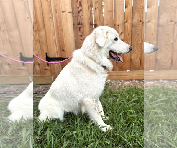 Medium Photo #5 Great Pyrenees Puppy For Sale in Spring, TX, USA