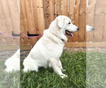 Small #4 Great Pyrenees