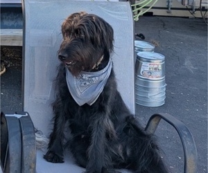 Mother of the Aussiedoodle Miniature  puppies born on 11/05/2025