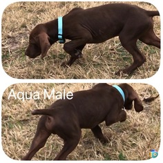 German Shorthaired Pointer Puppy for sale in BANGS, TX, USA