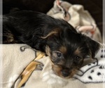 Small Photo #9 Yorkshire Terrier Puppy For Sale in ORLANDO, FL, USA