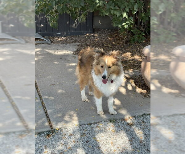 Medium Photo #1 Mutt Puppy For Sale in Pueblo West, CO, USA