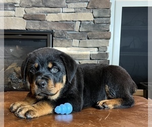 Rottweiler Dog for Adoption in NOBLESVILLE, Indiana USA