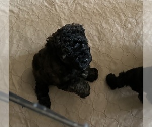 Poodle (Miniature) Puppy for sale in GLOUCESTER, VA, USA