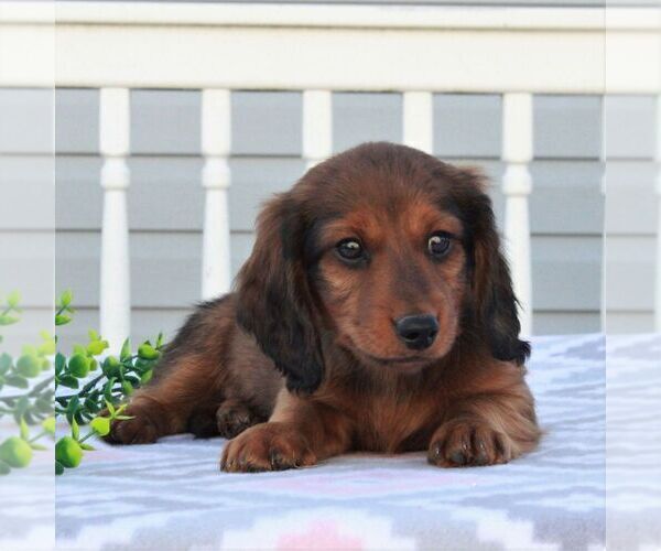Medium Photo #1 Dachshund Puppy For Sale in GAP, PA, USA