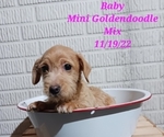 Puppy 4 Goldendoodle-Unknown Mix