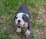 Puppy Ember Olde English Bulldogge