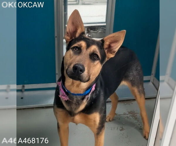 Medium Photo #1 German Shepherd Dog-Unknown Mix Puppy For Sale in Oklahoma City, OK, USA