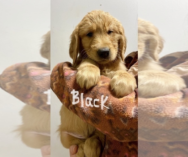 Medium Photo #2 Golden Retriever Puppy For Sale in RUTHERFORDTON, NC, USA