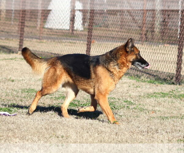 Medium Photo #1 German Shepherd Dog Puppy For Sale in Grovetown, GA, USA