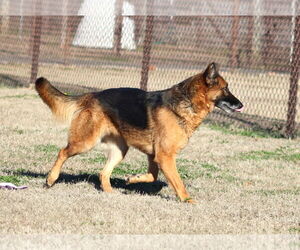 German Shepherd Dog Dogs for adoption in Grovetown, GA, USA