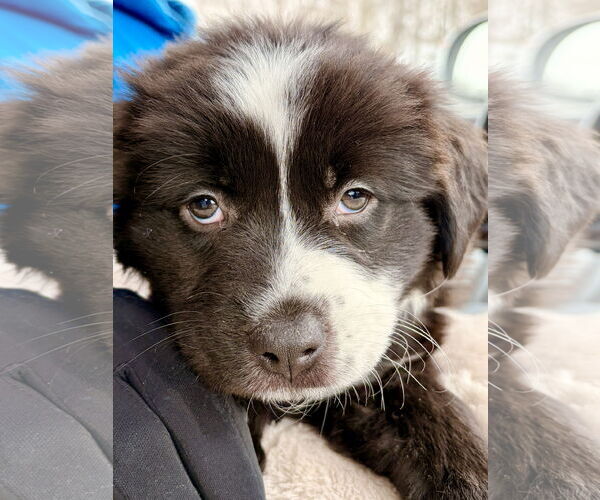 Medium Photo #4 Aussiedoodle Puppy For Sale in St. Louis Park, MN, USA