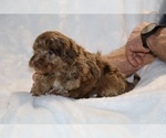 Small #10 ShihPoo