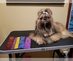 Small Photo #1 Shih Tzu Puppy For Sale in WOODSFIELD, OH, USA
