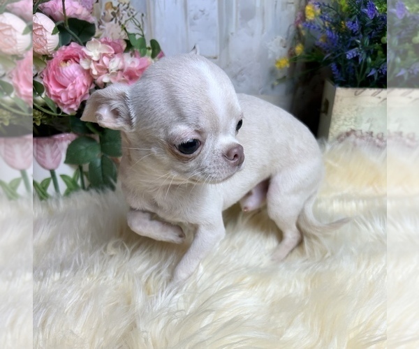 Medium Photo #1 Chihuahua Puppy For Sale in TRACY, CA, USA