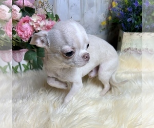 Father of the Chihuahua puppies born on 08/08/2025
