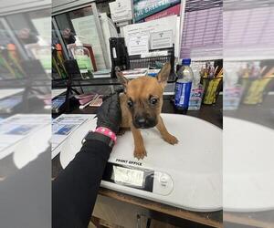 Chihuahua Dogs for adoption in Stockton, CA, USA