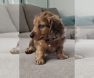 Doxle-Unknown Mix Puppy for sale in LARGO, FL, USA