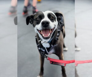 Mutt Dogs for adoption in Fort Collins, CO, USA